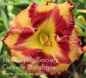 Daylily Cajun Tutti Fruiti